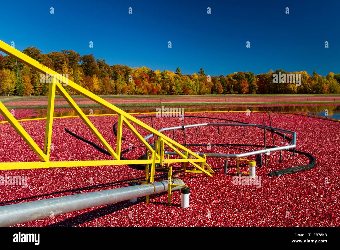 Cranberry harvesting operations at the Vilas Cranberry Co, marsh at