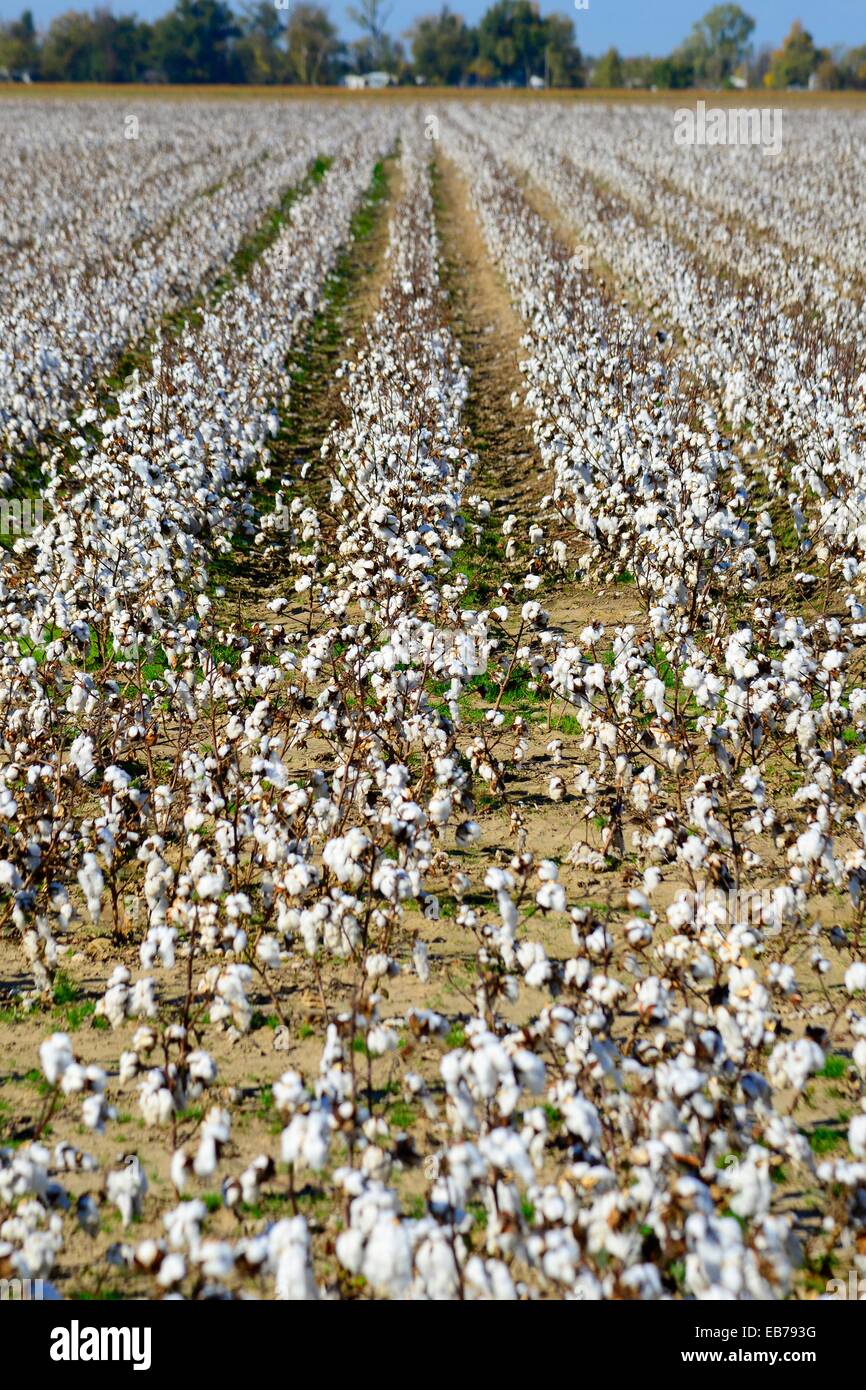Cotton Field Ready for Harvesting Mississippi Stock Photo Alamy