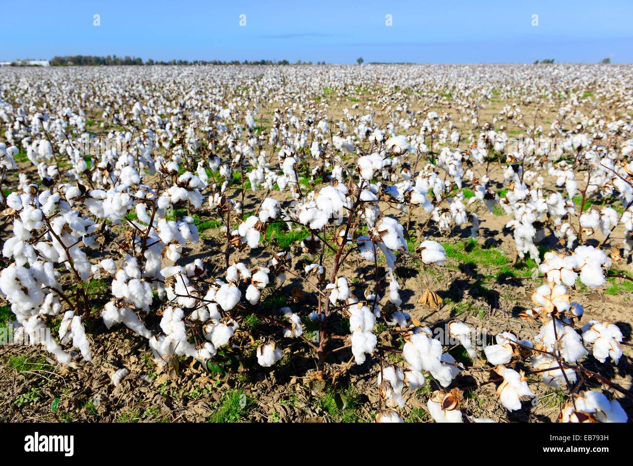 Cotton Field Ready for Harvesting Mississippi Stock Photo Alamy
