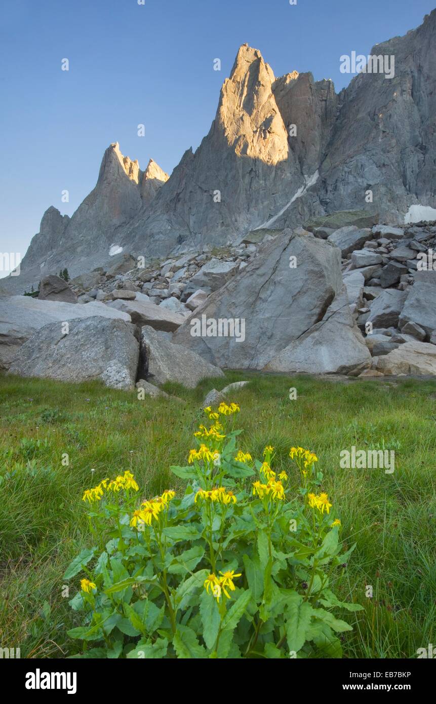 War Peak in the Cirque the Towers Yellow Aster wildflowers are in the foreground Popo