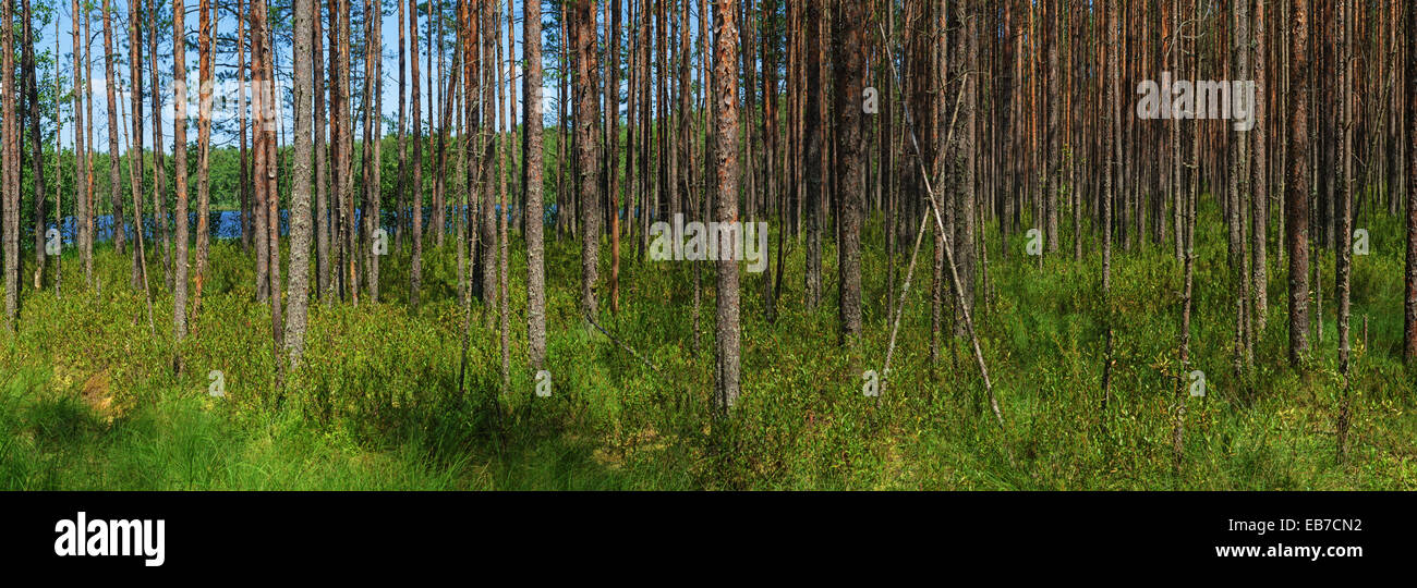 Pine forest and lake panorama Stock Photo - Alamy