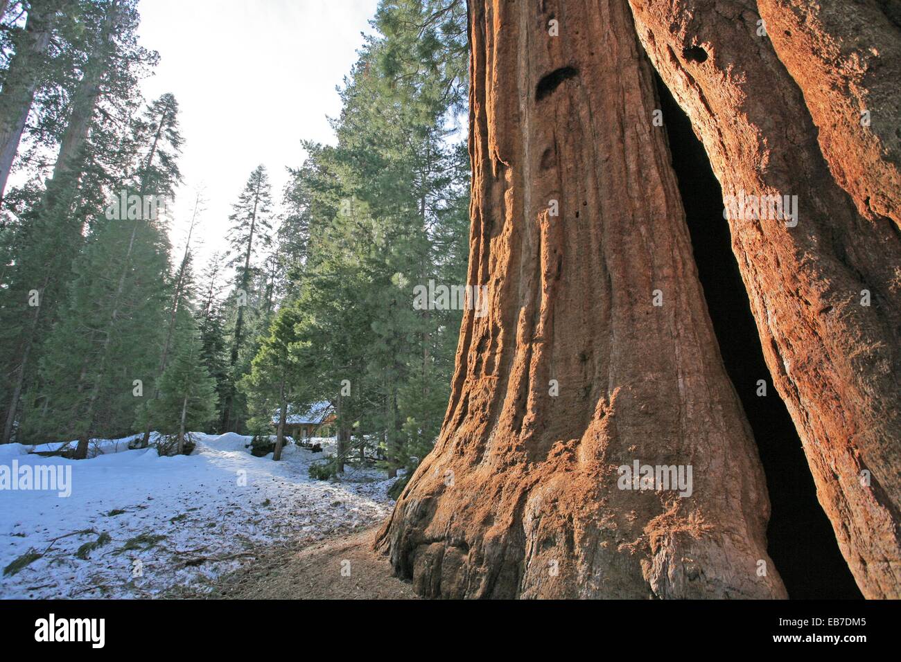 Giant Forest, Sequoia National Park in Tulare County, Sierra Nevada