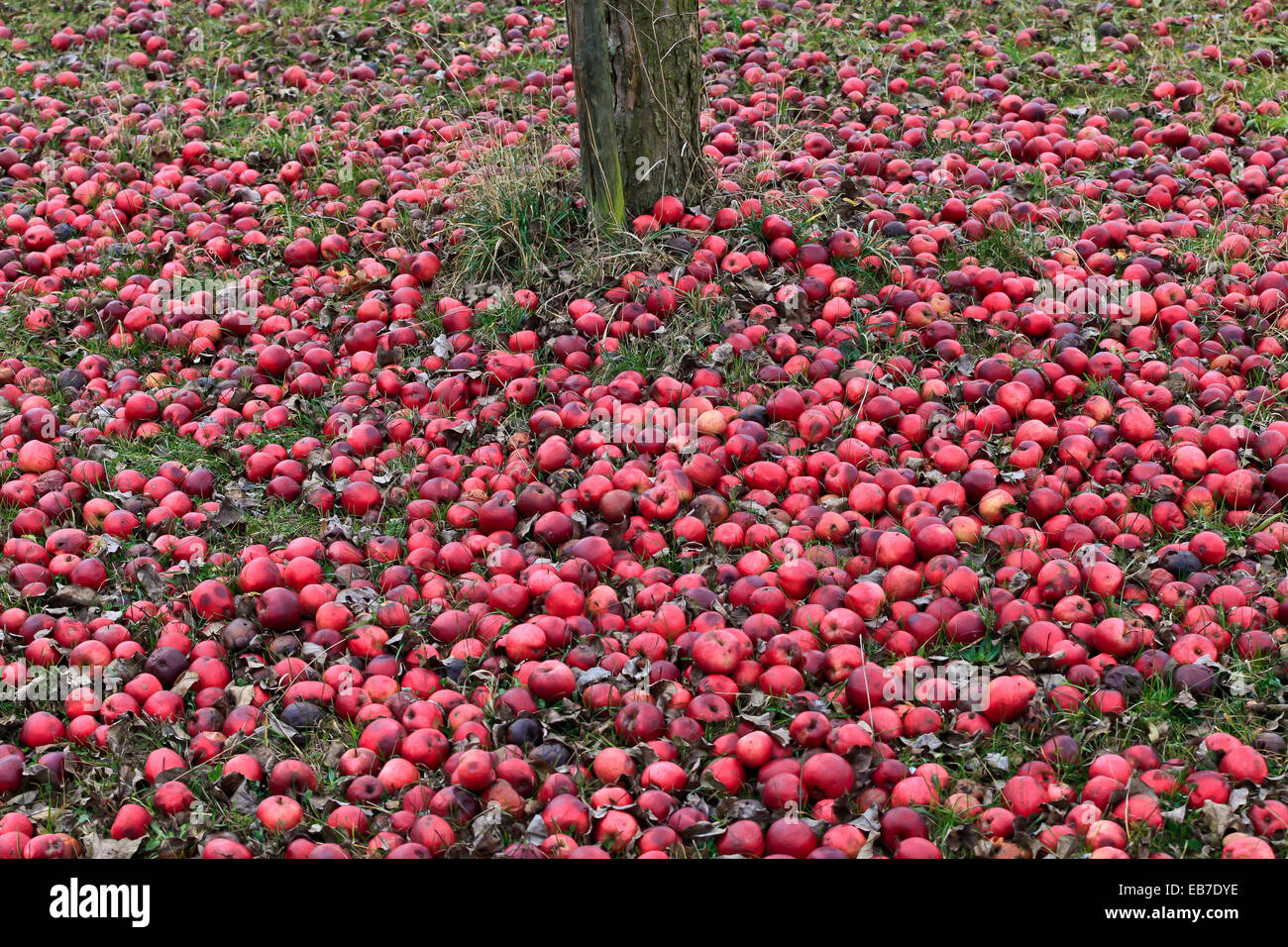 Windfall - Hundreds of red apples lying under a tree. Photo: Dezember 15, 2009. Stock Photo