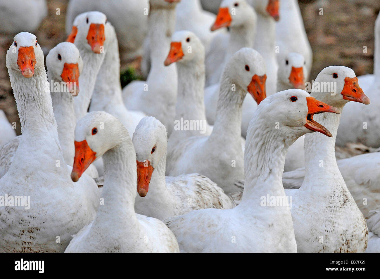Christmas geese on a farm near Breisach, Dec. 12, 2012. Stock Photo