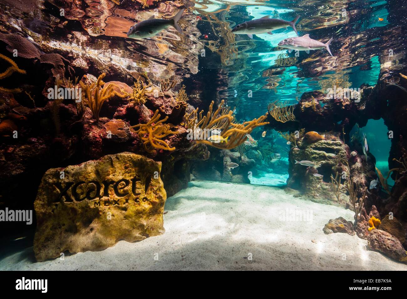 Coral Reef Aquarium Xcaret Park High Resolution Stock Photography and