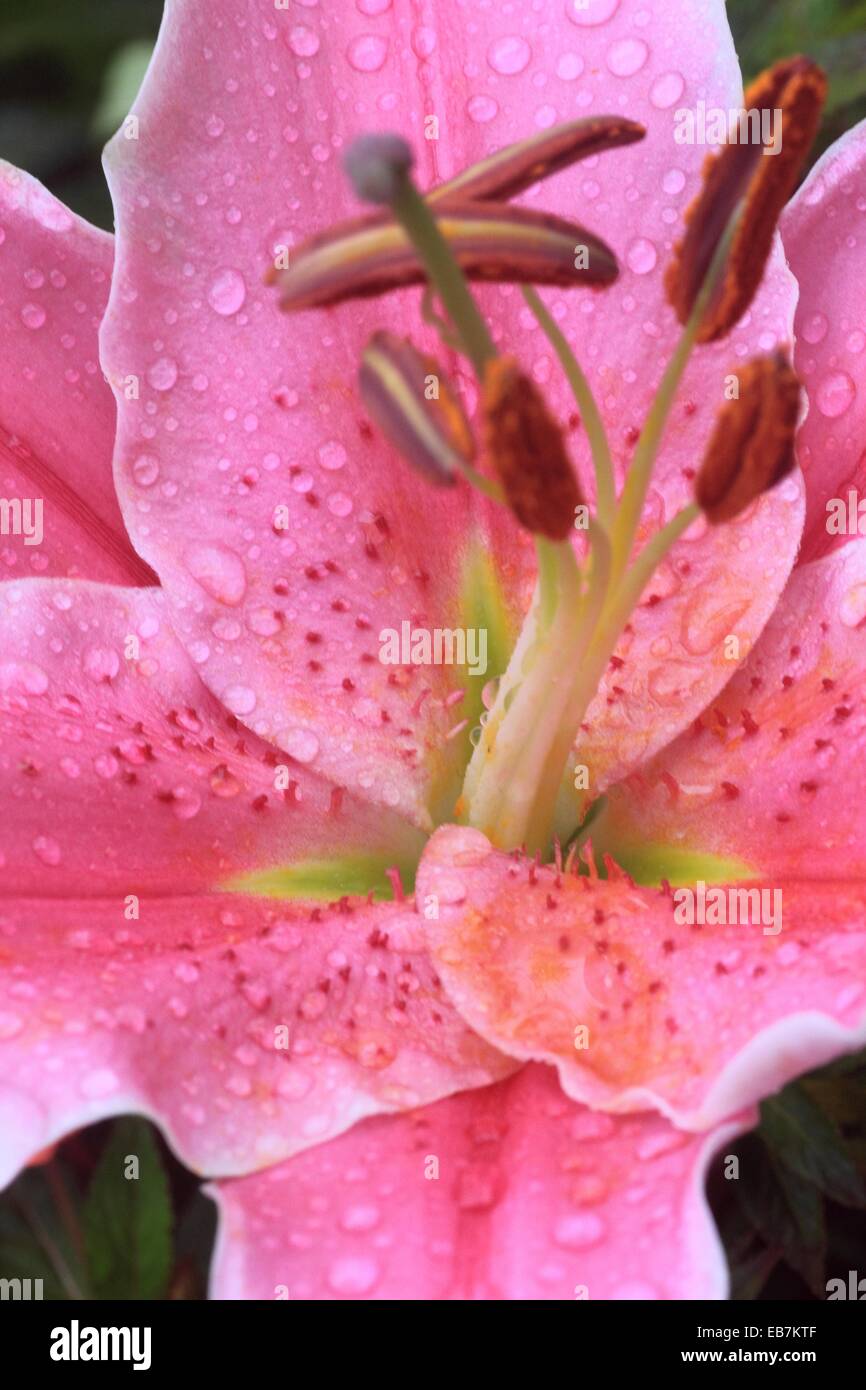 Reproductive parts of lily flower Stock Photo Alamy