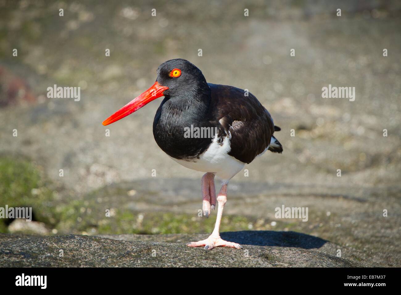Oyster Catcher Bird, Galapagos Islands Stock Photo Alamy
