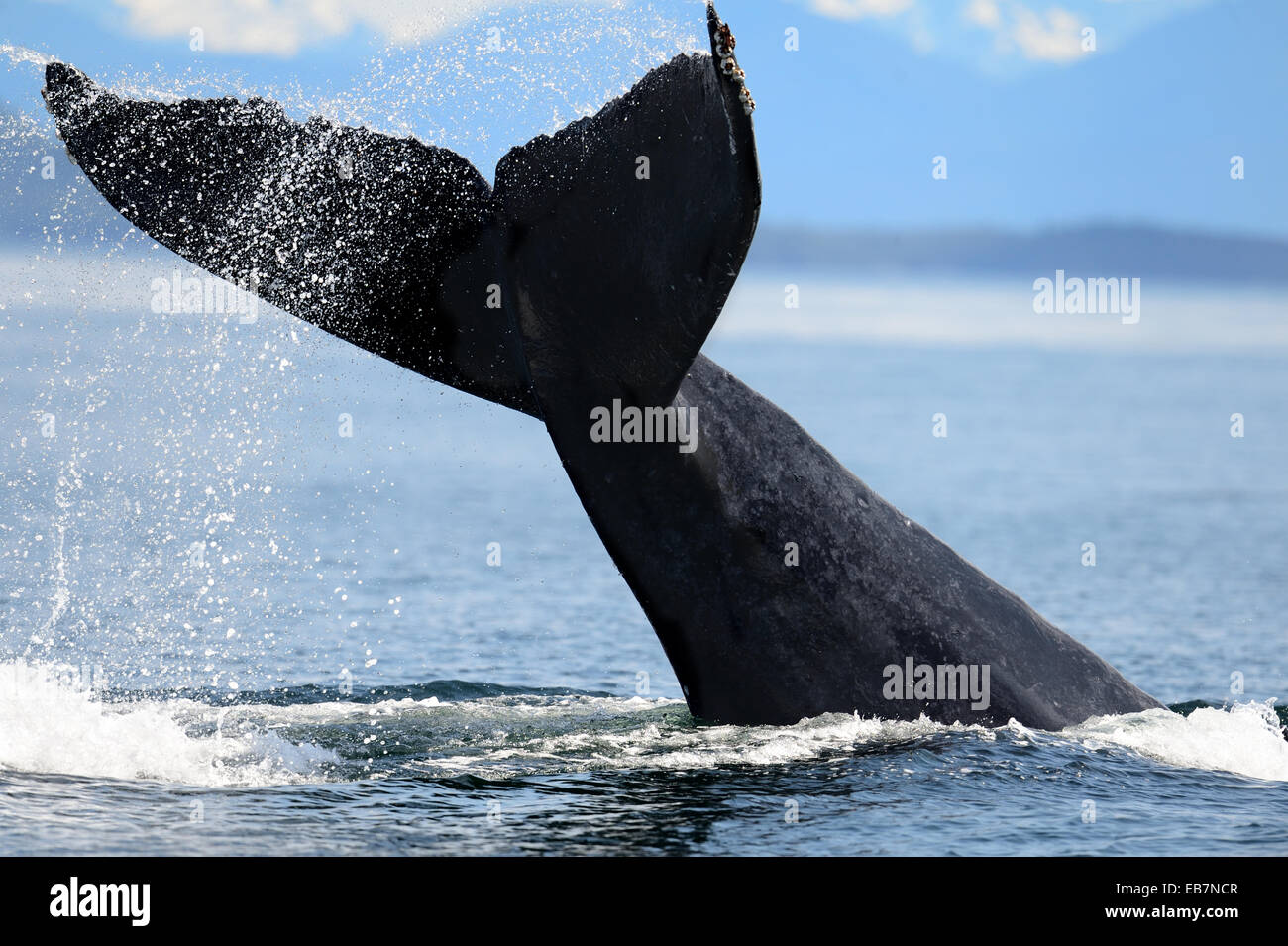 Blue whale tail hi-res stock photography and images - Alamy