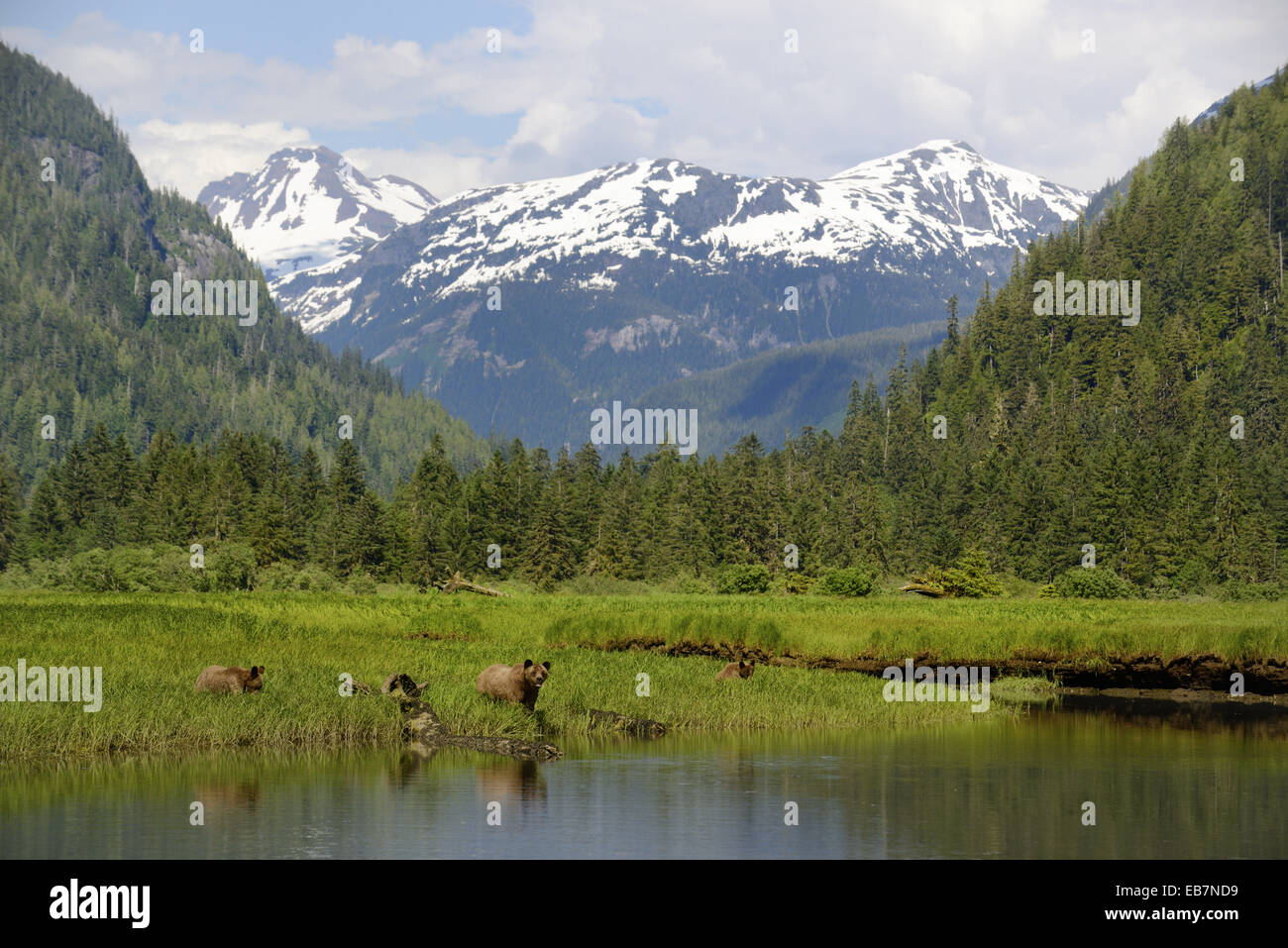Scenic view of grizzli bears (Ursus arctos horribilis) with mountains of the Kitimat range Khutzeymateen Grizzly Bear Sanctuary Stock Photo