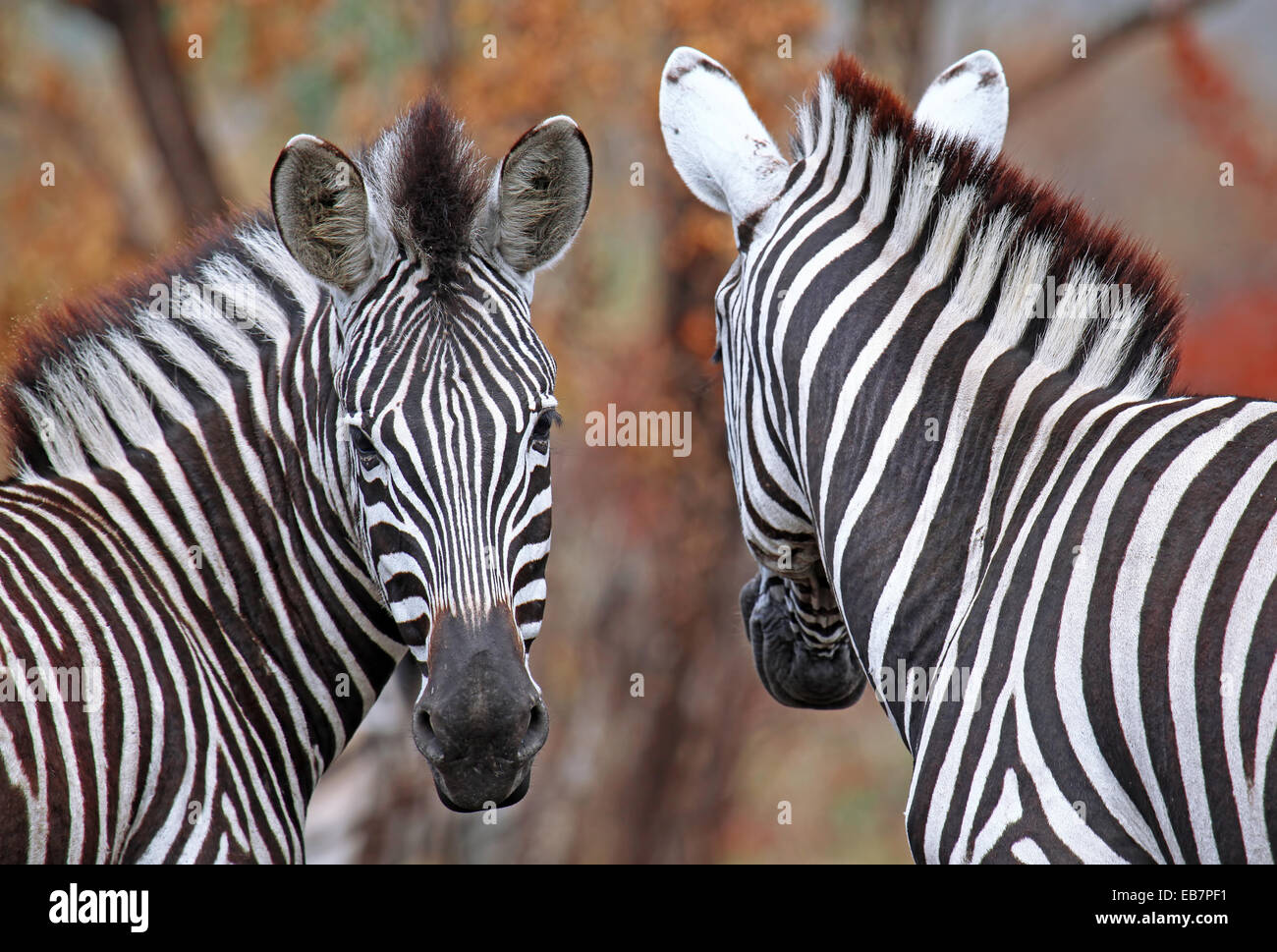 Plains Zebras, Kruger NP, South Africa, Equus quagga Stock Photo