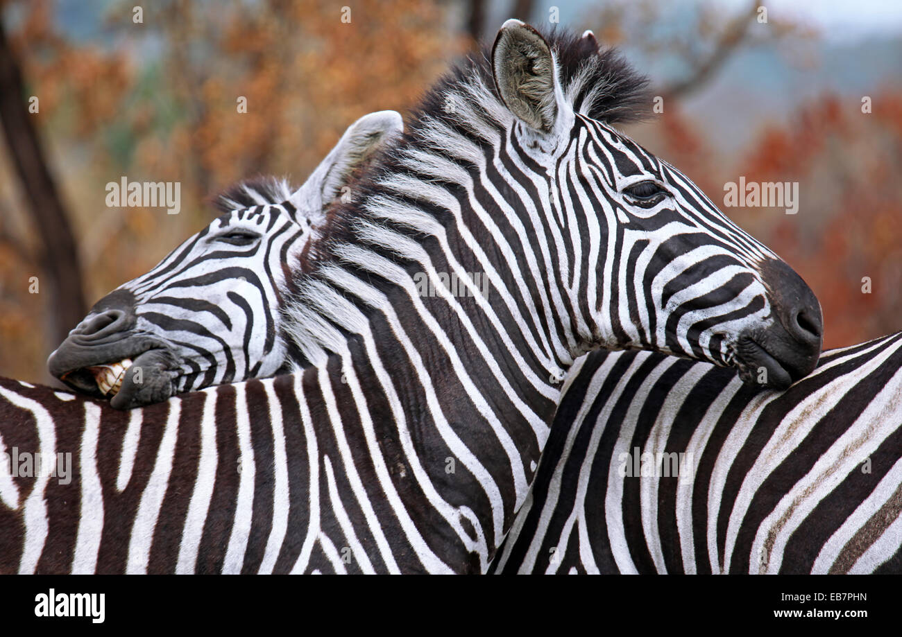 Plains Zebras, Kruger NP, South Africa, Equus quagga Stock Photo