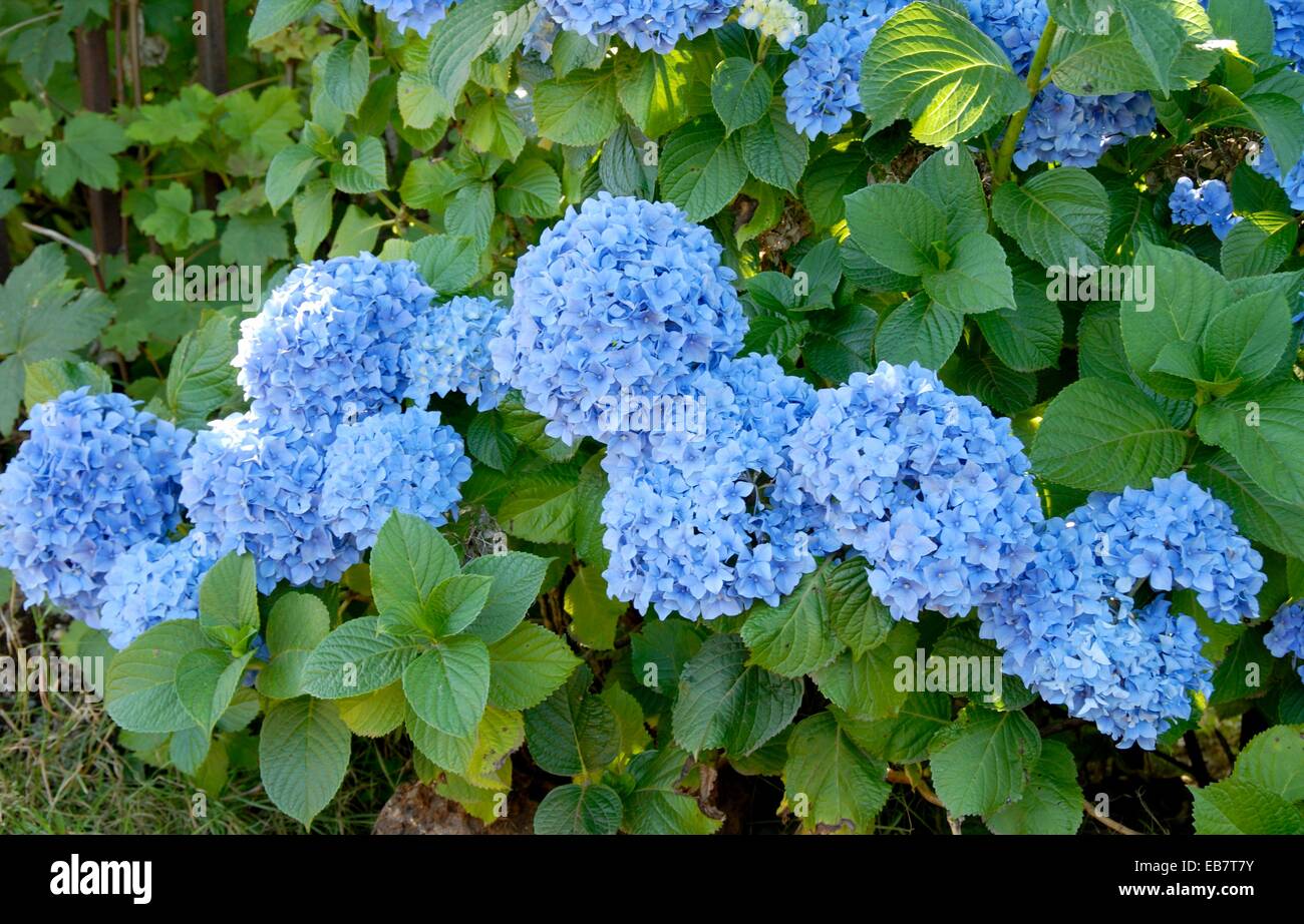 Flor typical southern hortencia Stock Photo - Alamy