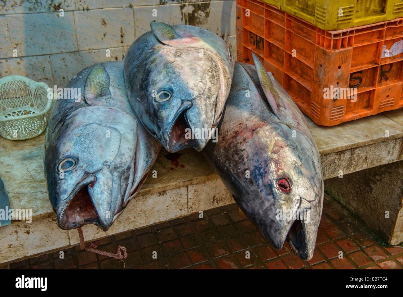 giant tuna for sale in the market of Fort Cochin (Kochi), Kerala, India Stock Photo Alamy