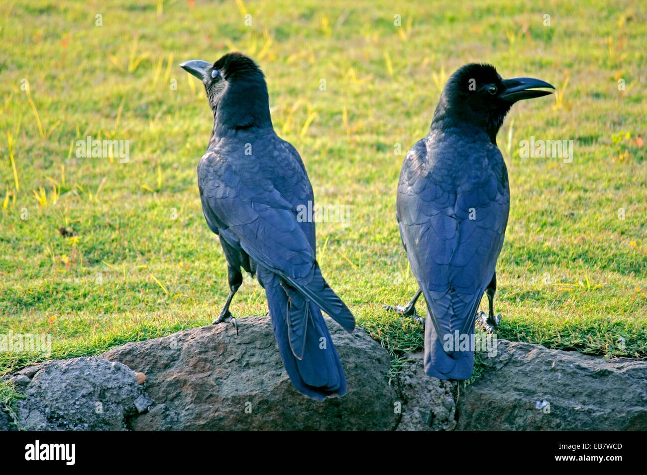 House Crow, Corvus splendens Stock Photo Alamy