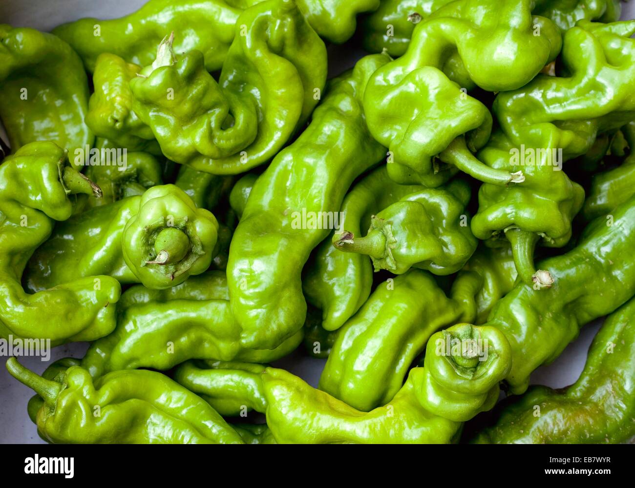 multitude of wrinkled green peppers Capsicum Stock Photo Alamy