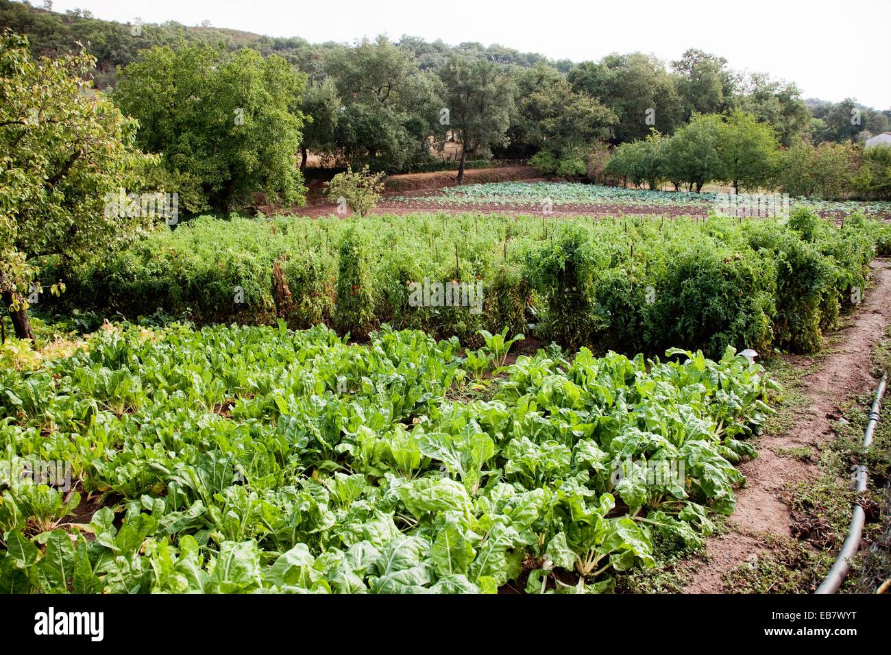 Mediterranean agriculture hires stock photography and images Alamy