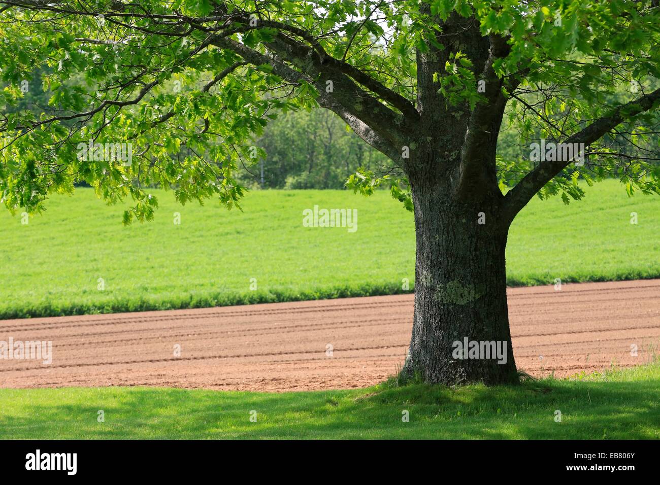 an oak tree growing beside a farm field in nova scotia Stock Photo Alamy
