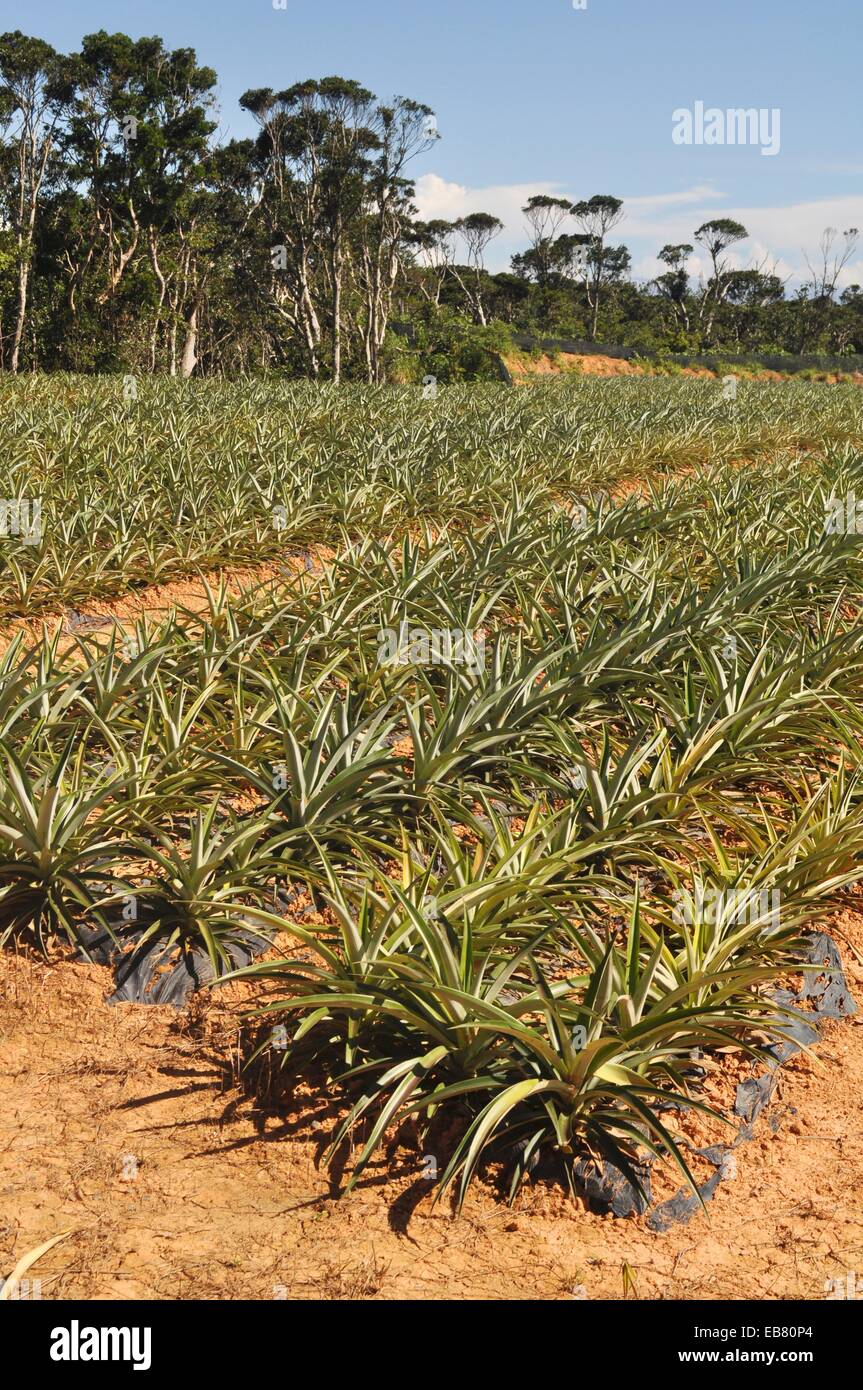 Okinawa, Japan, pineapple plantation in the Yanbaru forest Stock Photo