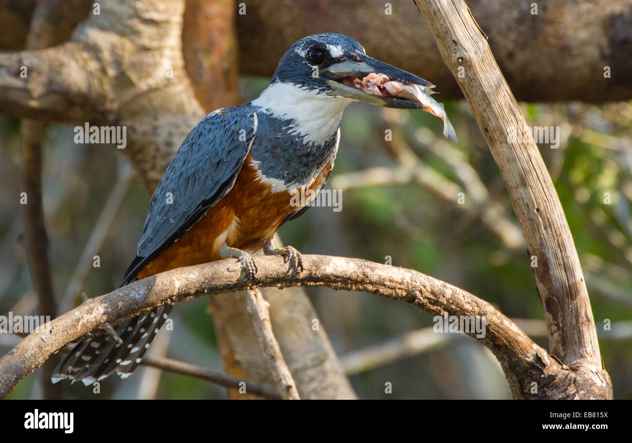 Ringed Kingfisher (Megaceryle torquata) Stock Photo