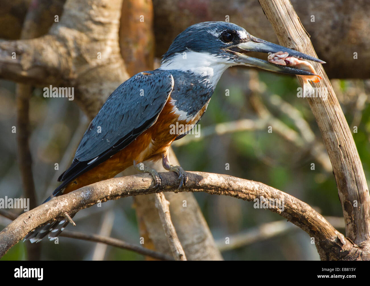 Ringed Kingfisher (Megaceryle torquata) Stock Photo