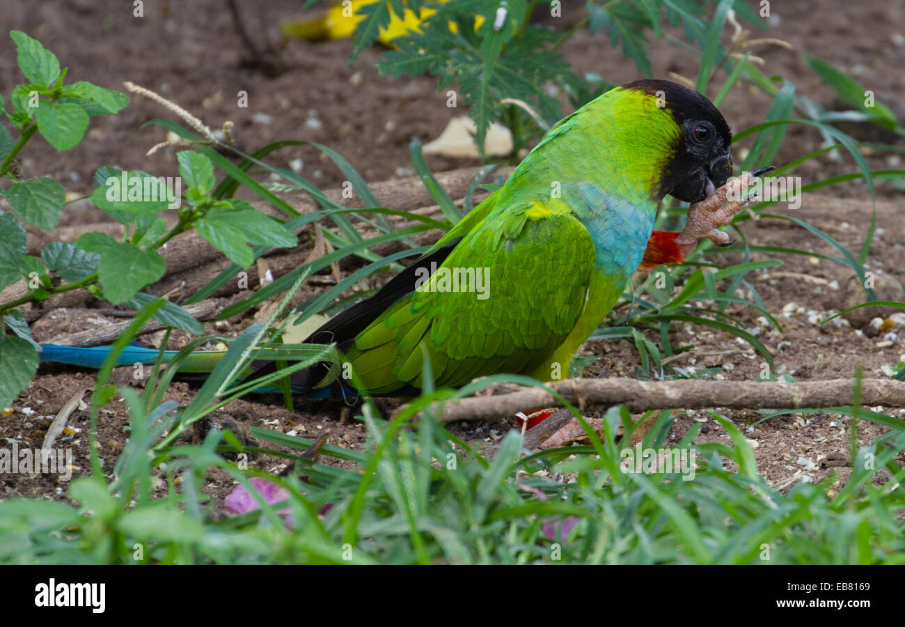 Nanday Parakeet (Aratinga nenday) aka Black-Hooded Parakeet aka Nanday ...