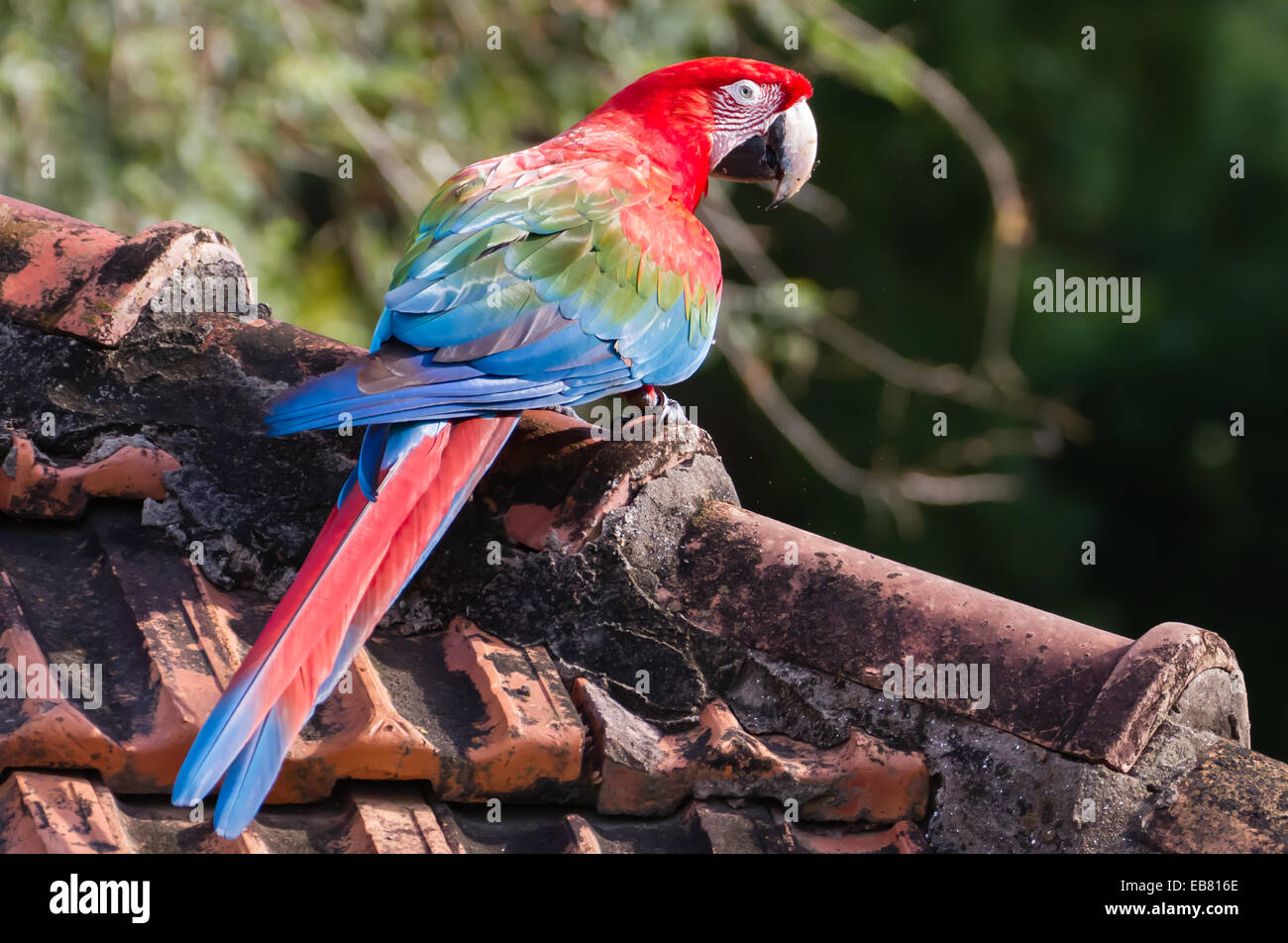 Red-and-green Macaw (Ara chloropterus) aka Green-winged Macaw Stock Photo