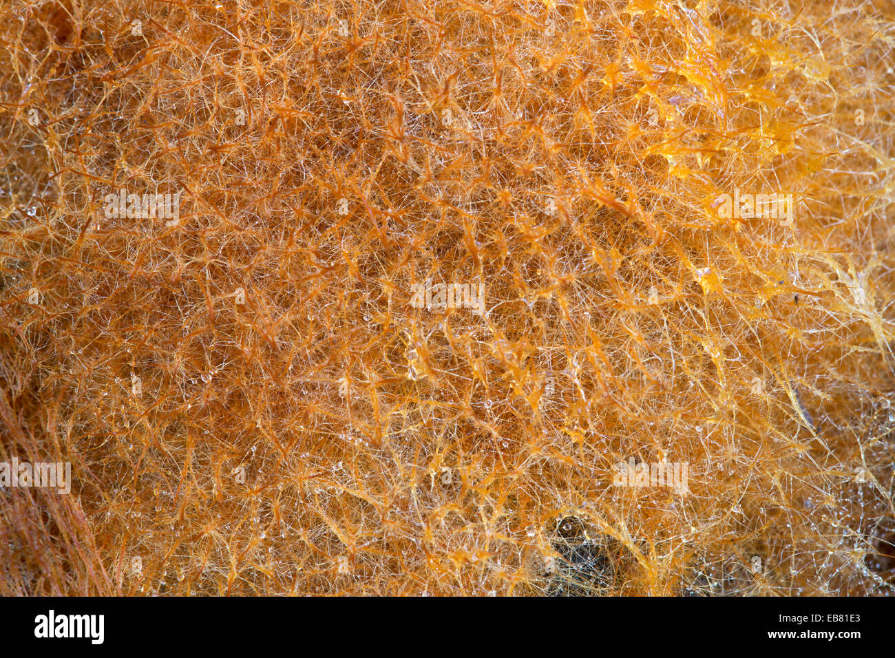 Close-up of Ozonium, open air fungal mycelium, Stock Photo