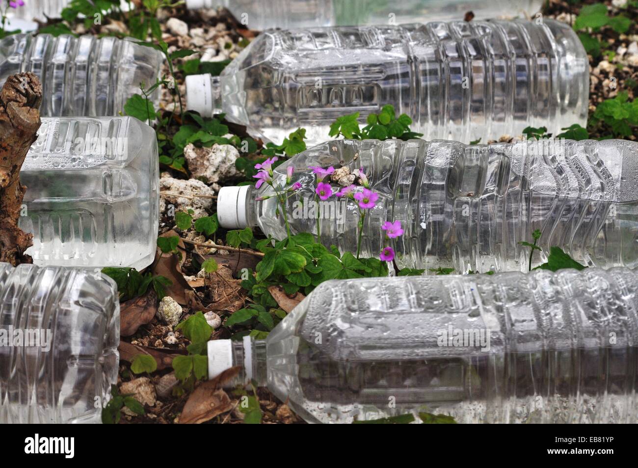 Naha, Okinawa, Japan, bottles full of water to distance cats on Shikina ...
