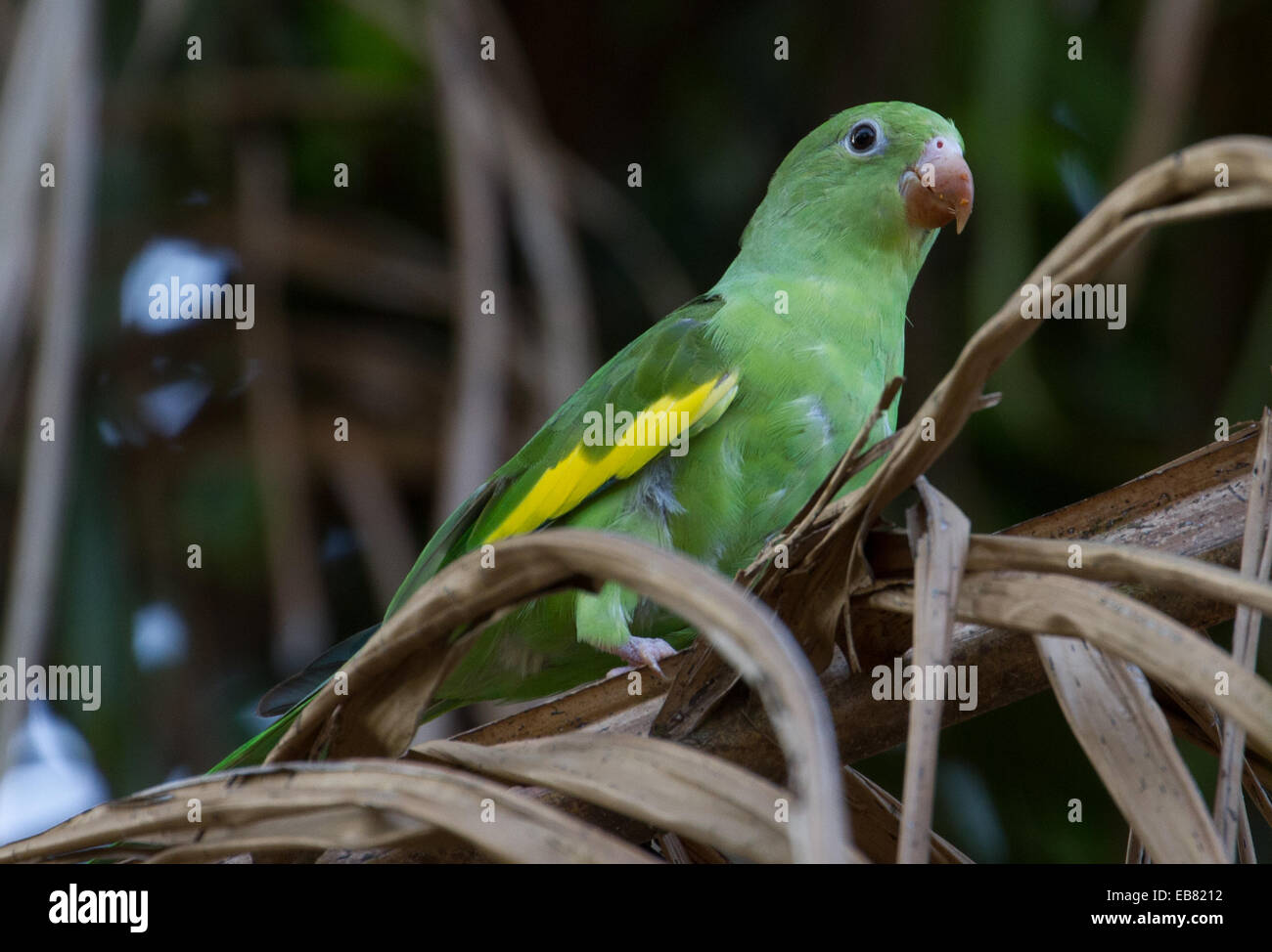 Yellow-chevroned Parakeet (Brotogeris chiriri) aka Canary-Winged Parakeet Stock Photo