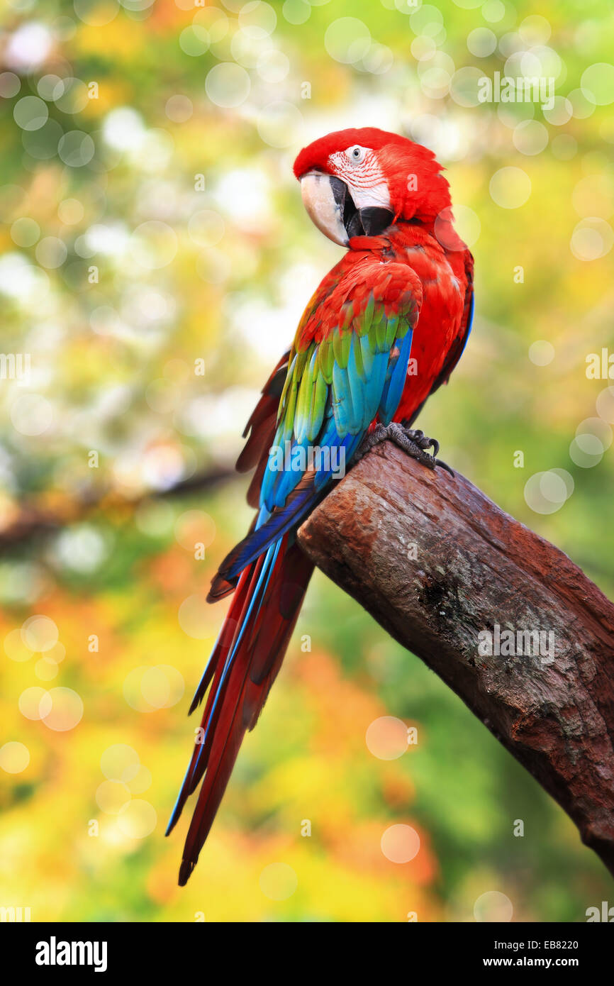 Red and green Macaw Ara Chloropterus Aka Green winged Macaw Stock 