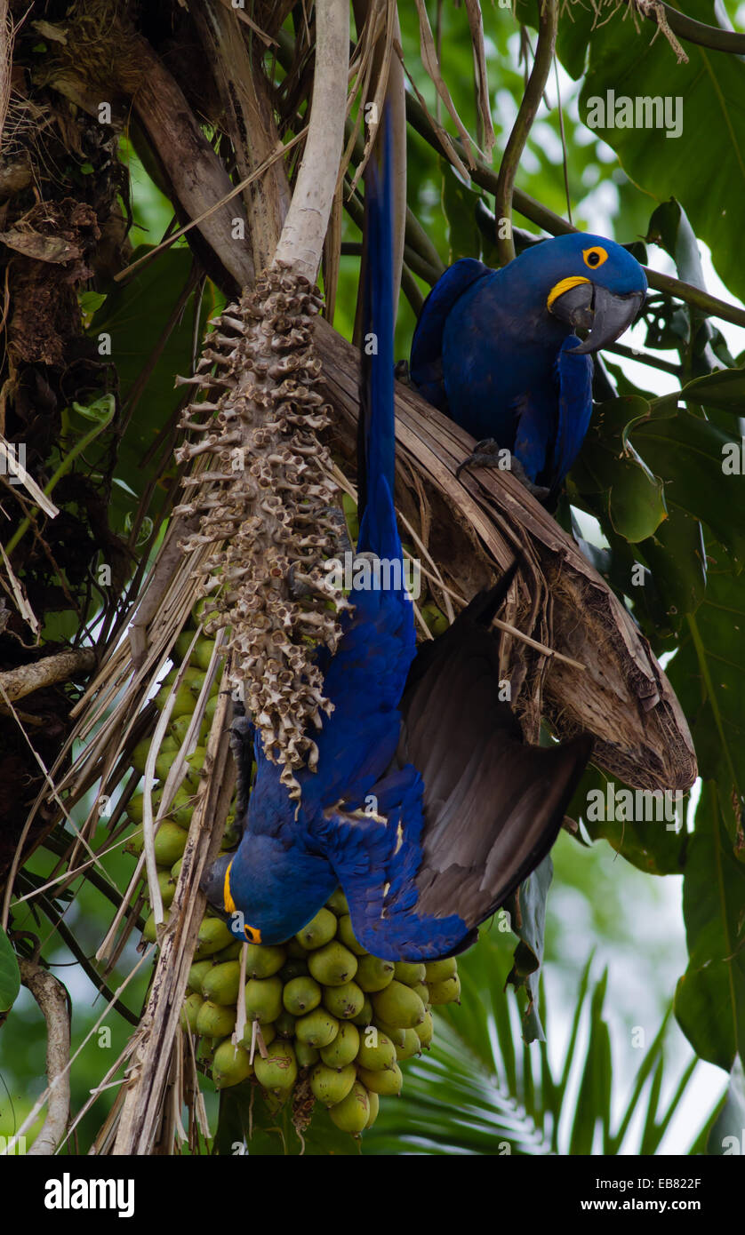 Hyacinth Macaw (Anodorhynchus hyacinthinus) feeding on palm nuts, Pantanal, Mato Grosso State, Brazil Stock Photo