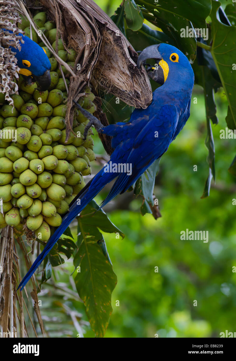 Hyacinth Macaw (Anodorhynchus hyacinthinus) feeding on palm nuts, Pantanal, Mato Grosso State, Brazil Stock Photo