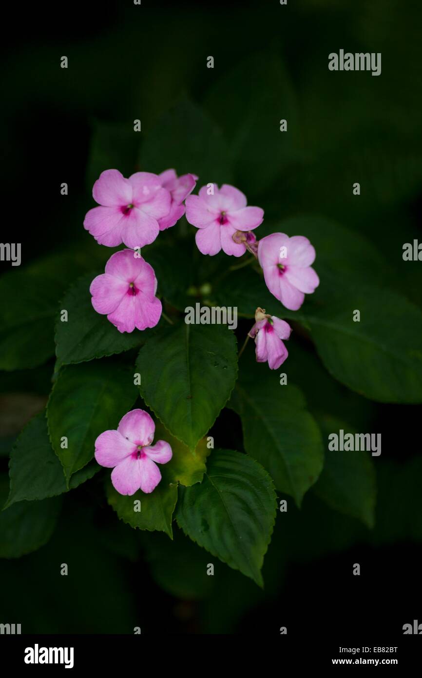 Flowers. Image taken at ShangriLa Farm Resort, Taiwan Stock Photo Alamy