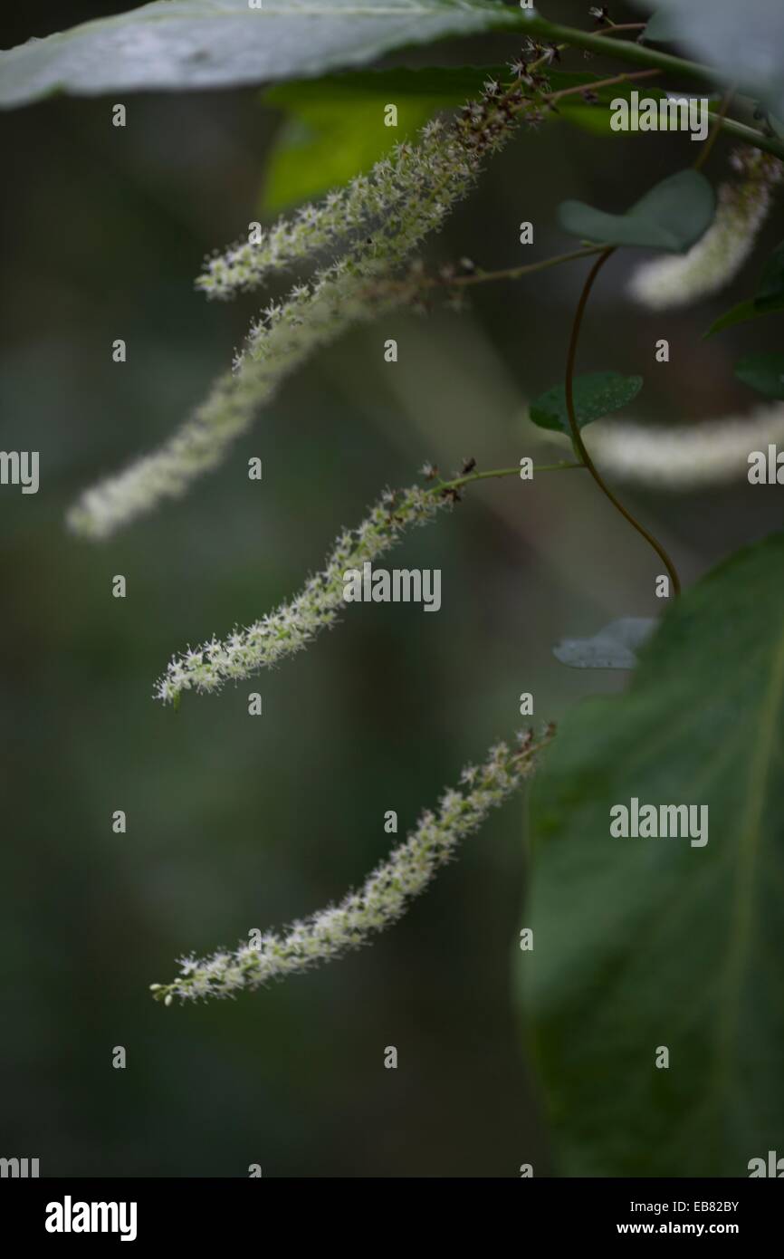 Wild flowers. Image taken at ShangriLa Farm Resort, Taiwan Stock Photo