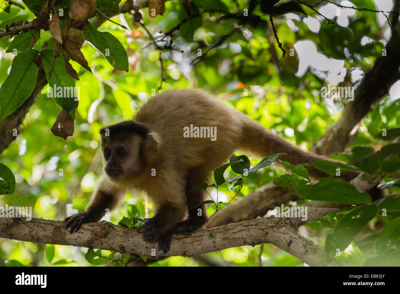 Tufted Capuchin (Cebus apella), aka Brown Capuchin, Black-Capped Capuchin, Pin Monkey Stock Photo