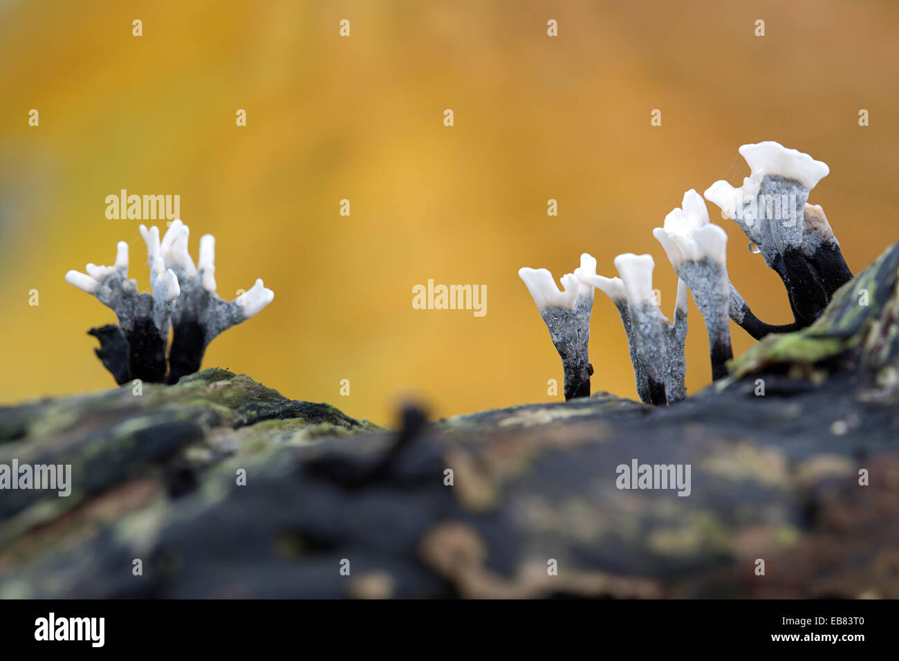 Candlestick fungus (Xylaria hypoxylon), also named Candlesnuff fungus