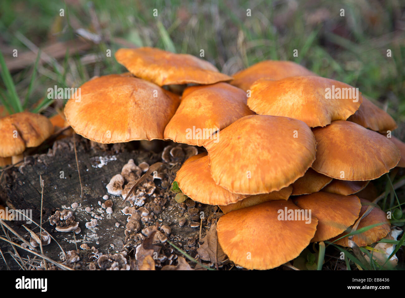 Bundle of Laughing Gym fungi (Gymnopilus spectabilis), also called Laughing Jim or Spectacular Rustgill Stock Photo
