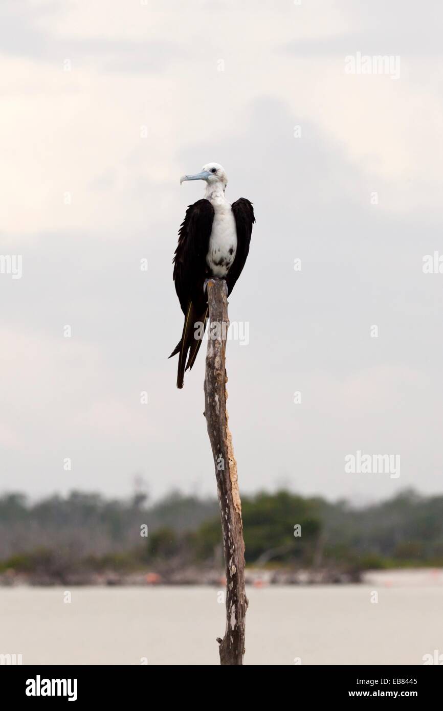 Frigatebird at rio lagartos natural park hi-res stock photography and ...