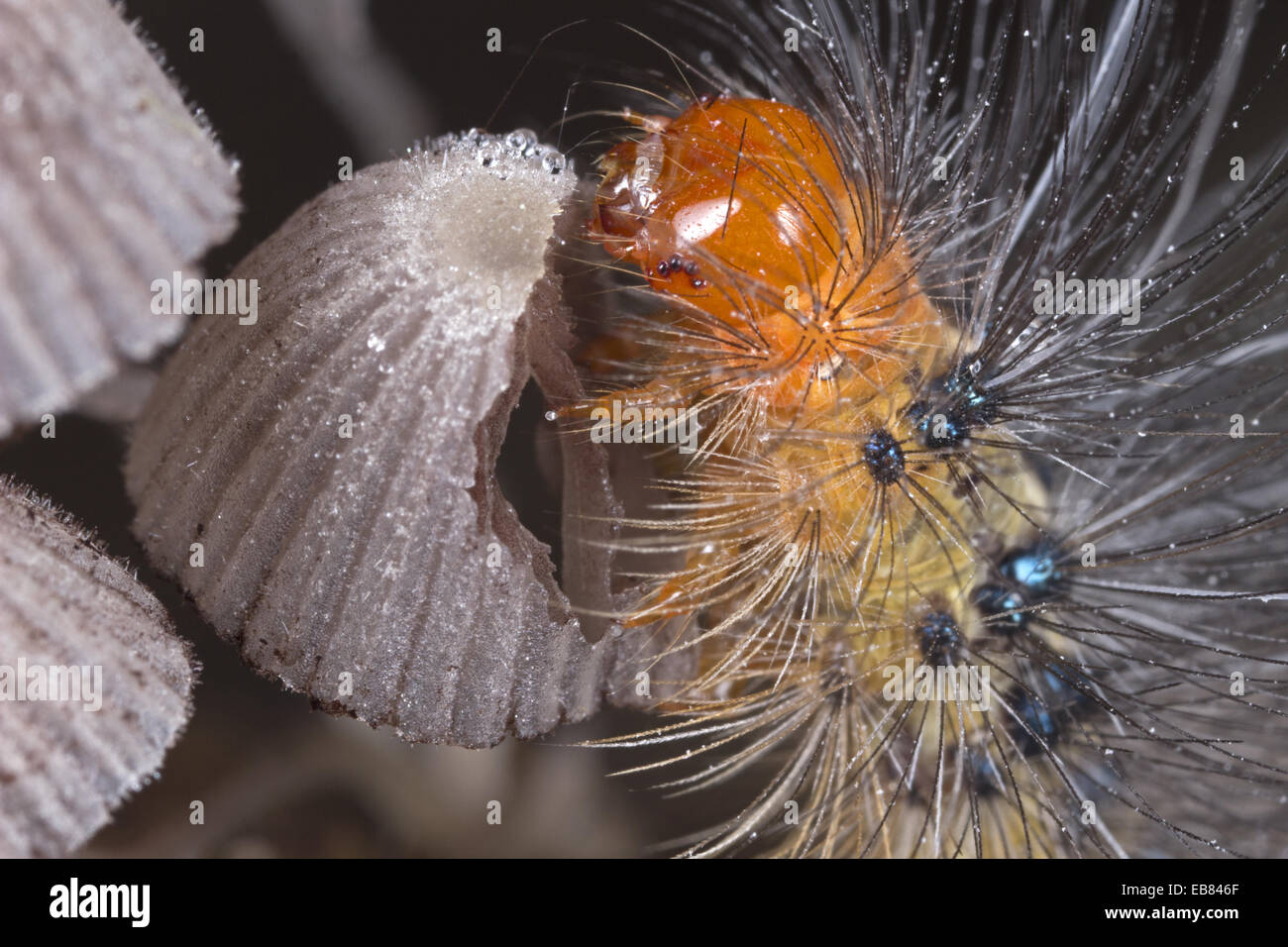 Caterpillar eating mushrooms. Image taken at Satau, Singgai, Sarawak