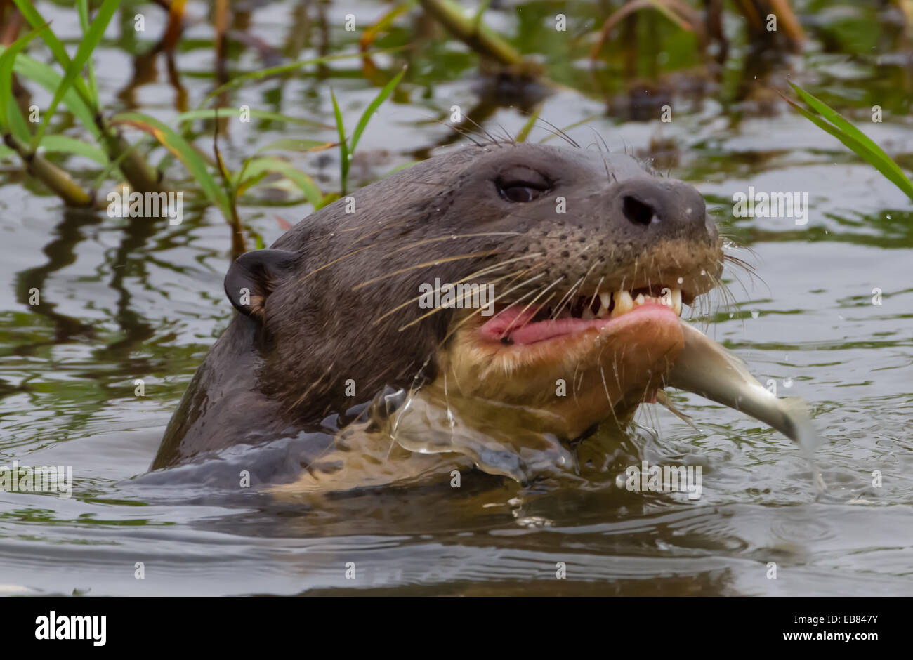 Giant River Otter (Pteronura brasiliensis) aka Ariranha in Pantanal, Mato Grosso state,  Brazil Stock Photo
