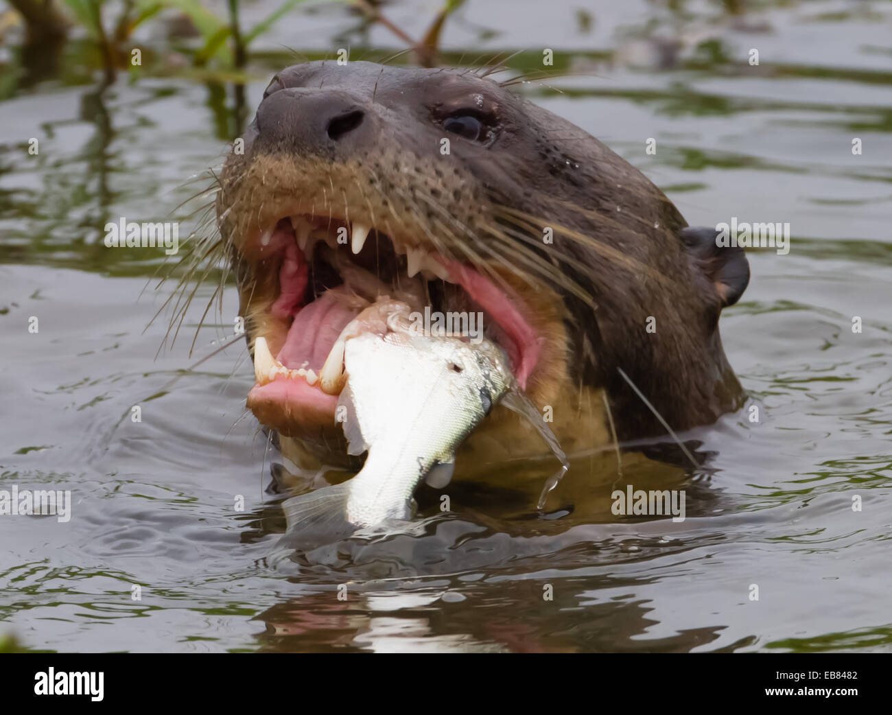 Giant River Otter (Pteronura brasiliensis) aka Ariranha in Pantanal, Mato Grosso state,  Brazil Stock Photo