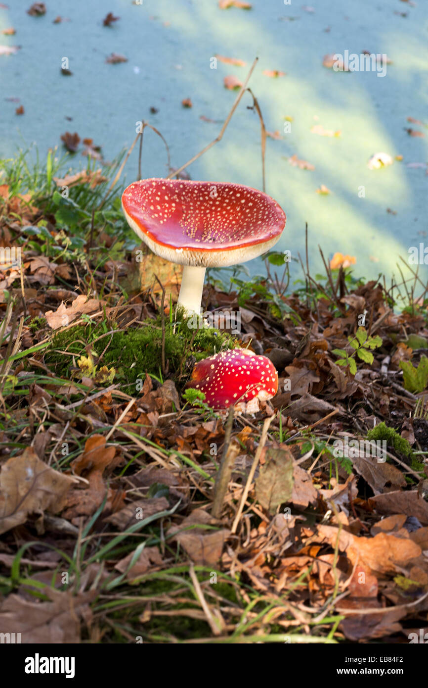 Fly agaric mushroom (Amanita agaricus), young and old one along a ditch Stock Photo