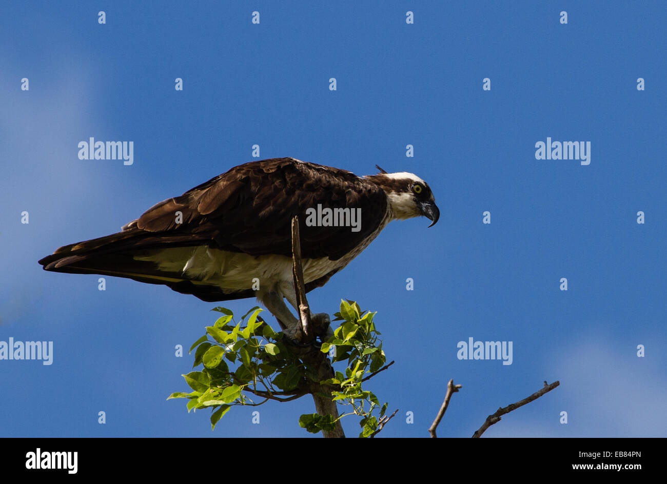 Osprey (Pandion haliaetus) perched on tree Stock Photo