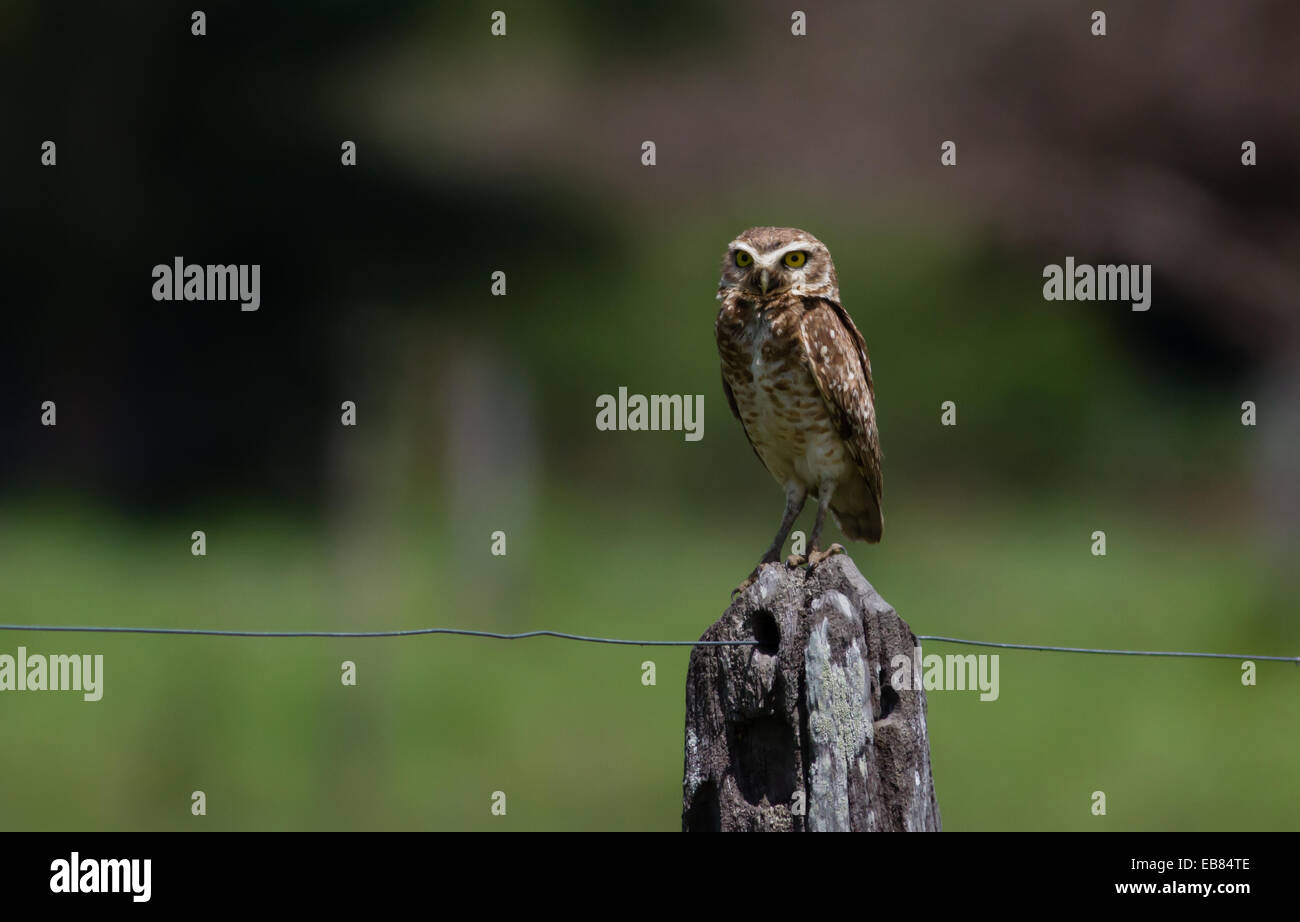 Burrowing Owl (Athenre cunicularia) on fence post in Pantanal Stock Photo