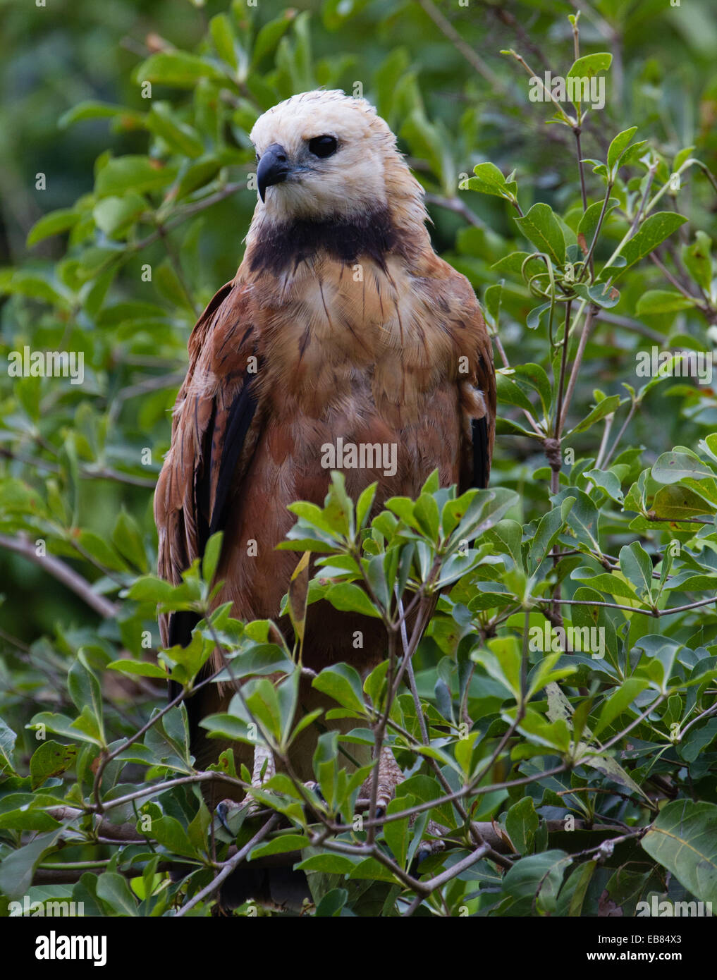Black-collared hawk (Busarellus nigricollis) Stock Photo