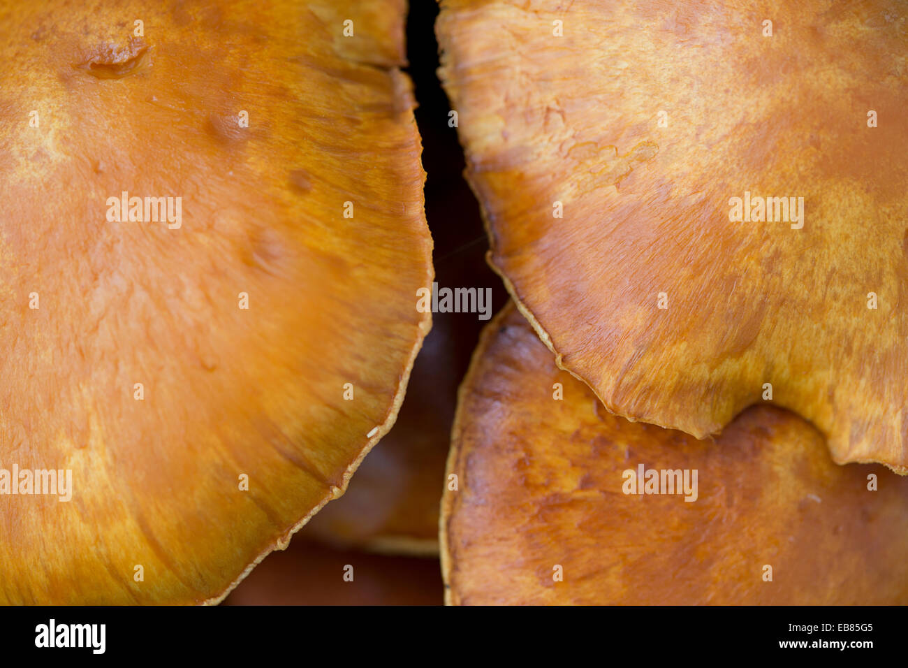 Three caps of the fungus Laughing Gym (Gymnopilus spectabilis), also called Laughing Jim or Spectacular Rustgill Stock Photo
