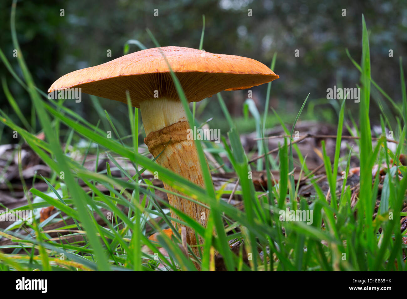 Fungus Laughing Gym (Gymnopilus spectabilis), also called Laughing Jim or Spectacular Rustgill Stock Photo