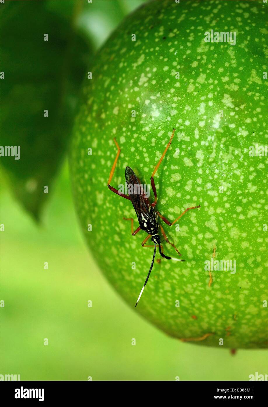 Fruit Bug High Resolution Stock Photography and Images Alamy