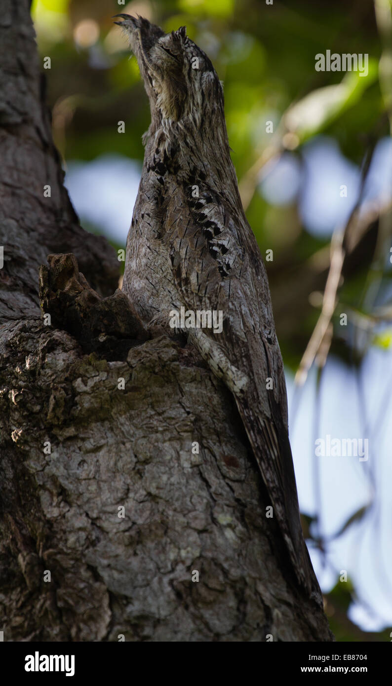 Great Potoo (Nyctibius grandis) in tree Stock Photo