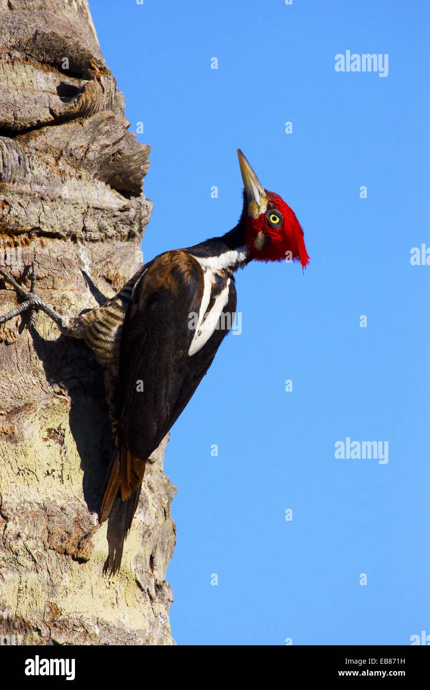 Lineated Woodpecker (Dryocopus lineatus) Stock Photo